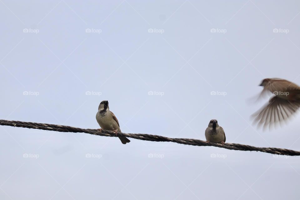 Birds on a wire 