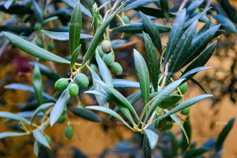 Olive branches against yellow wall