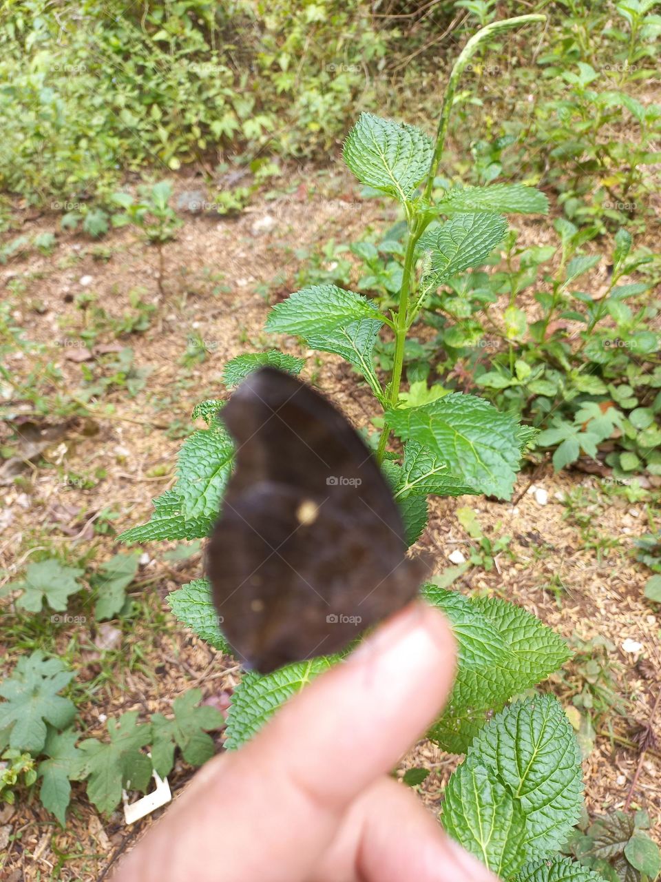 Beautiful butterfly perched on the fingers