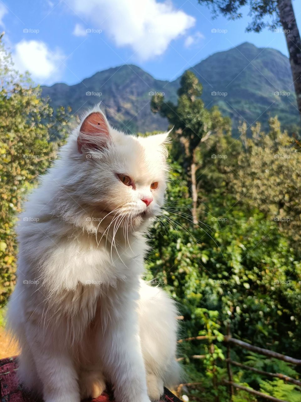 Like all pure creatures, cats are practical.