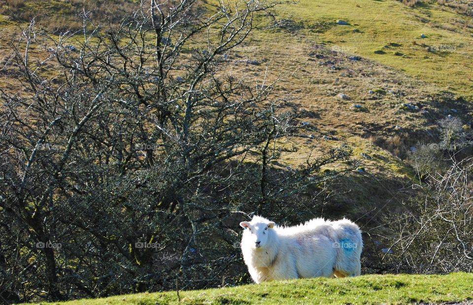 A sheep in wales stares at the camera. He is perched precariously on the edge of a hill. 