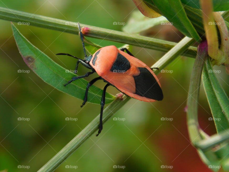Insect or beetle or bug sitting on grass with green blurred background