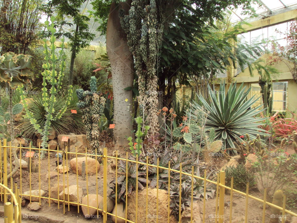 Plants. Botanical garden