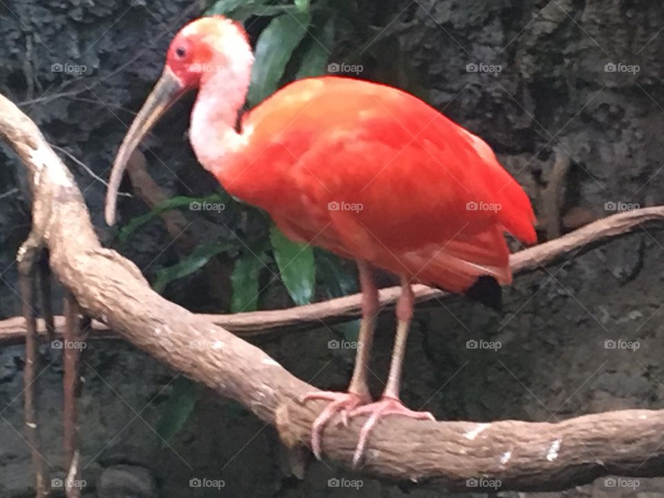 Ibis
