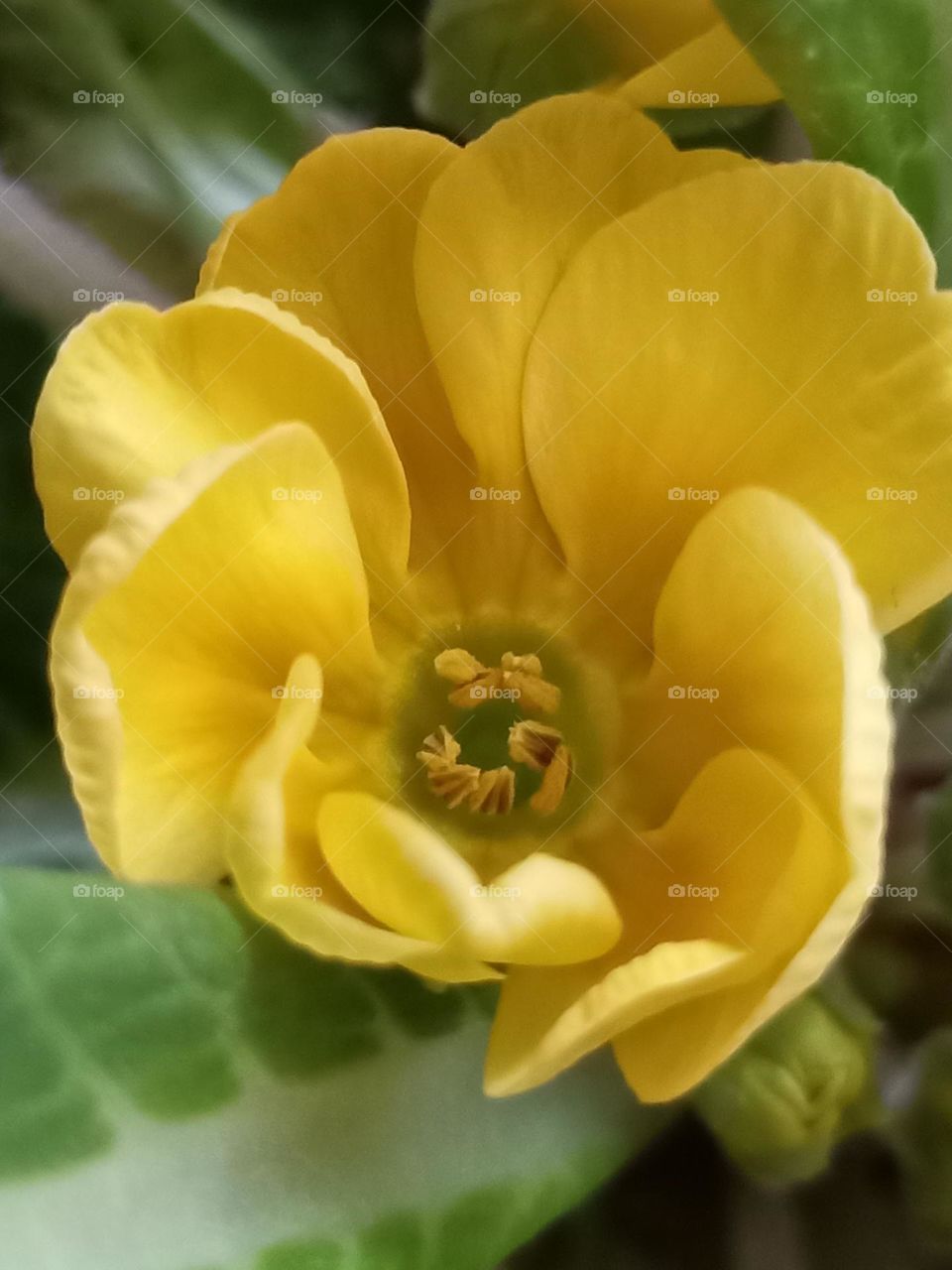 Yellow and beautiful