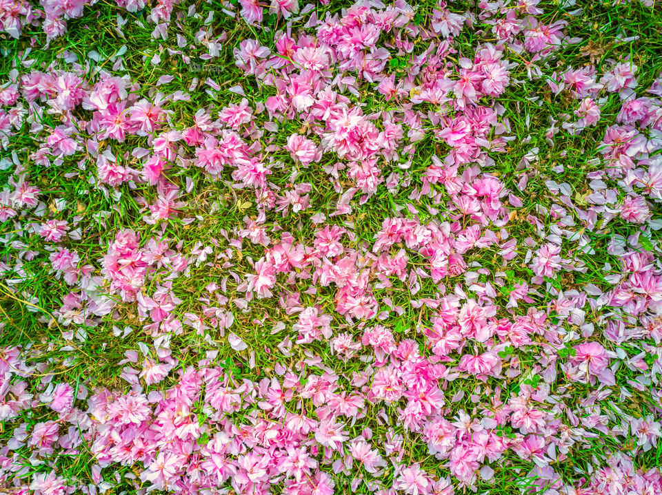 Pink Sakura Cherry flower petals on green grass.