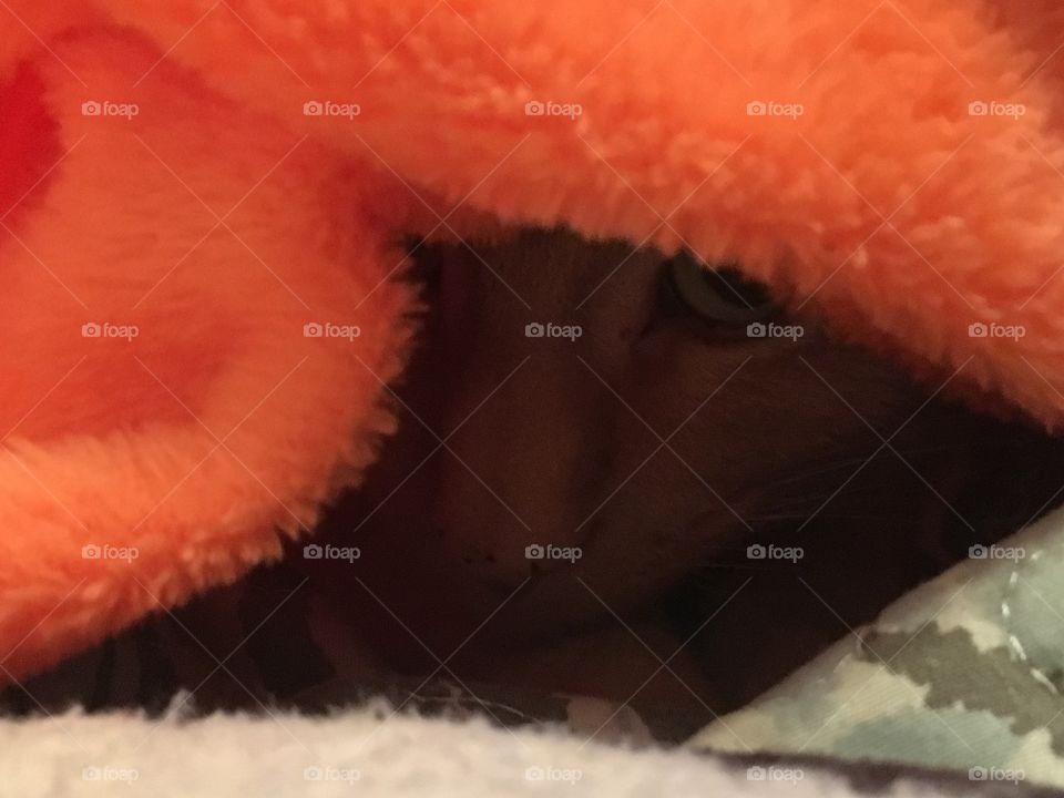 Ginger kitty under an orange blanket 