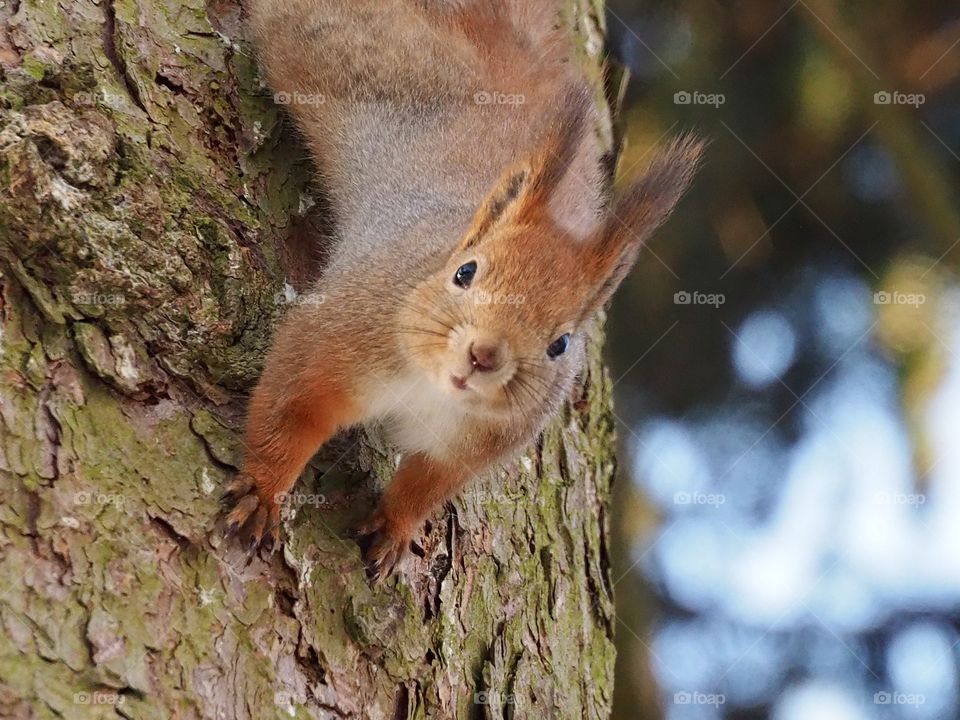 Squirrel