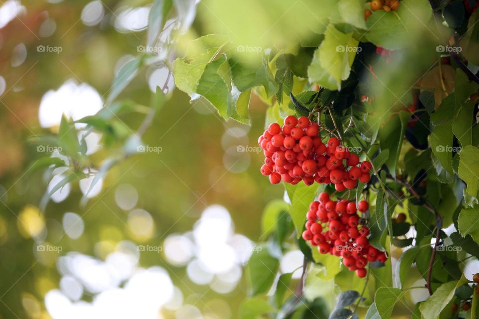 Cluster of ash berries in autumn