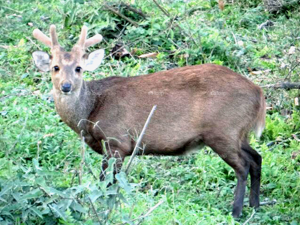 Barking deer.

Taked photo in Assam " Kaziranga national park" .