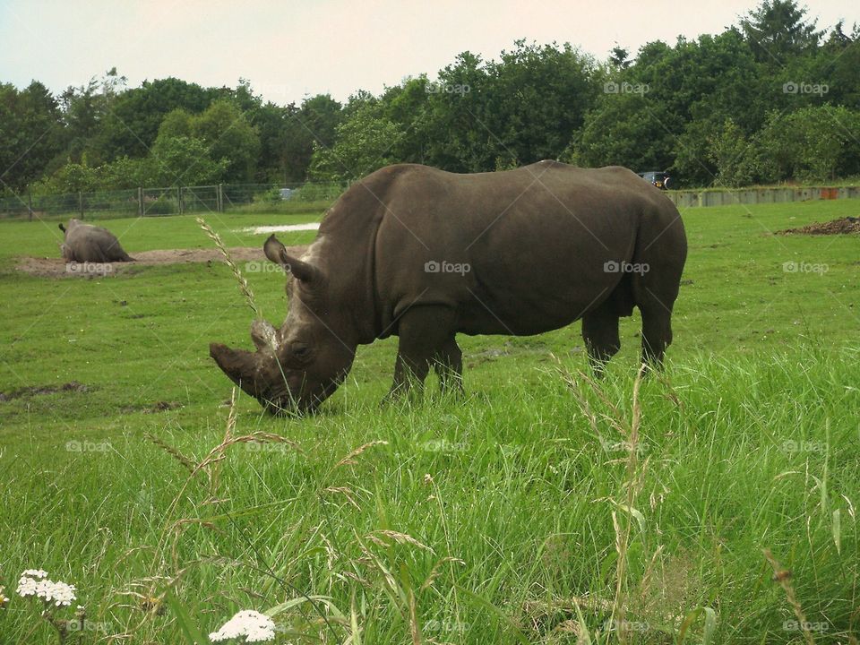 Rhino 