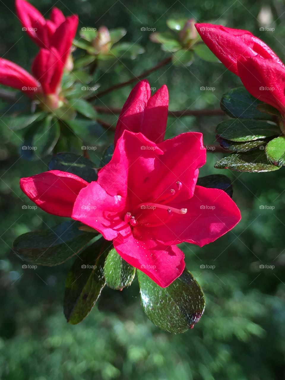 Azalea