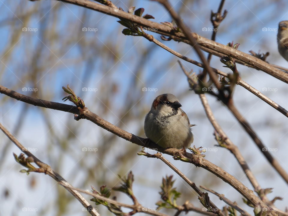 Sparrow - springtime 