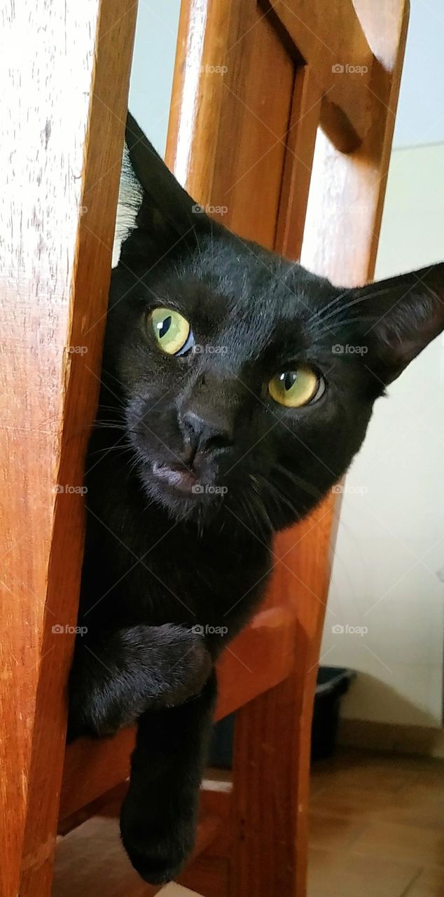 Cats are used for so many symbologies... but, in fact, they are the pure symbology of love, that's why the muzzles are heart-shaped!