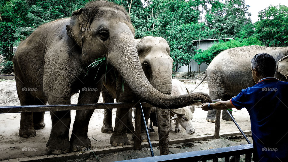I love the elephants. At Thailand. ❤️💙💚 It need food every time. 😂🤣😅😄