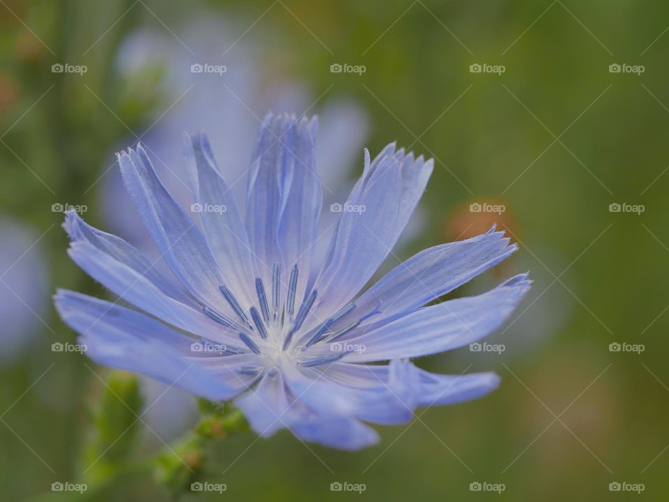 Beautiful blue flower