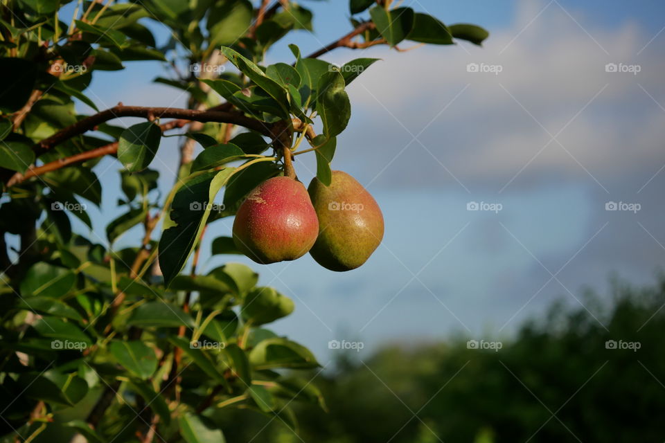 Two Pears Ripening at Sunrise