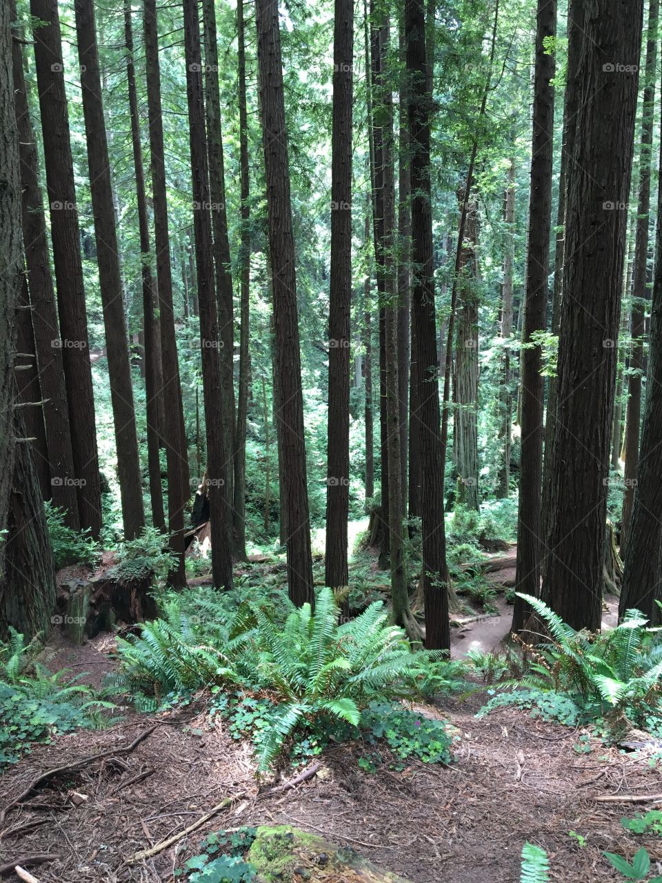 Redwoods