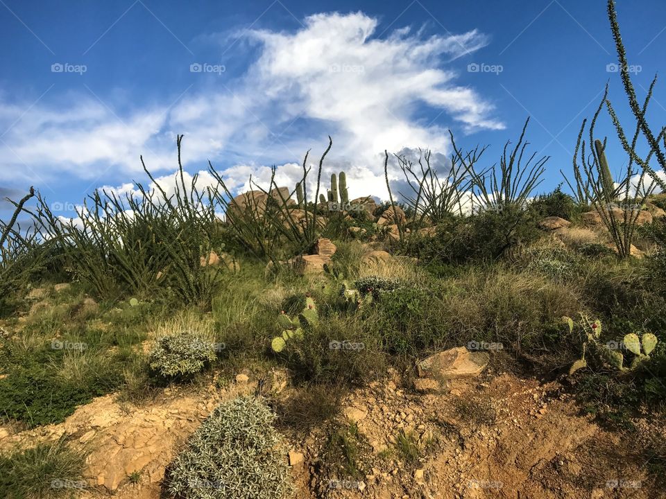 Nature Desert Landscape 