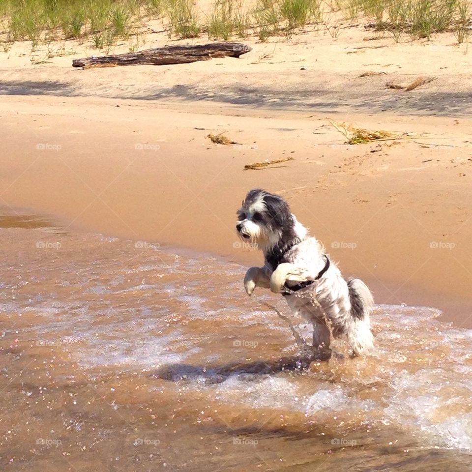 National dog week. Marley dog at the beach. Michigan 