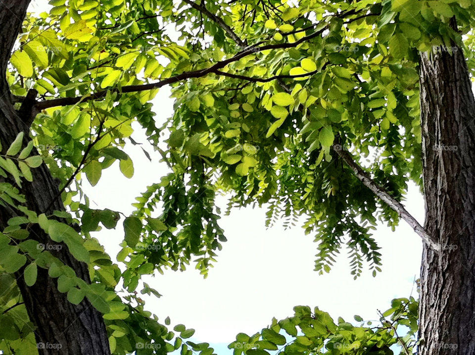 nature leaves branches growth by king