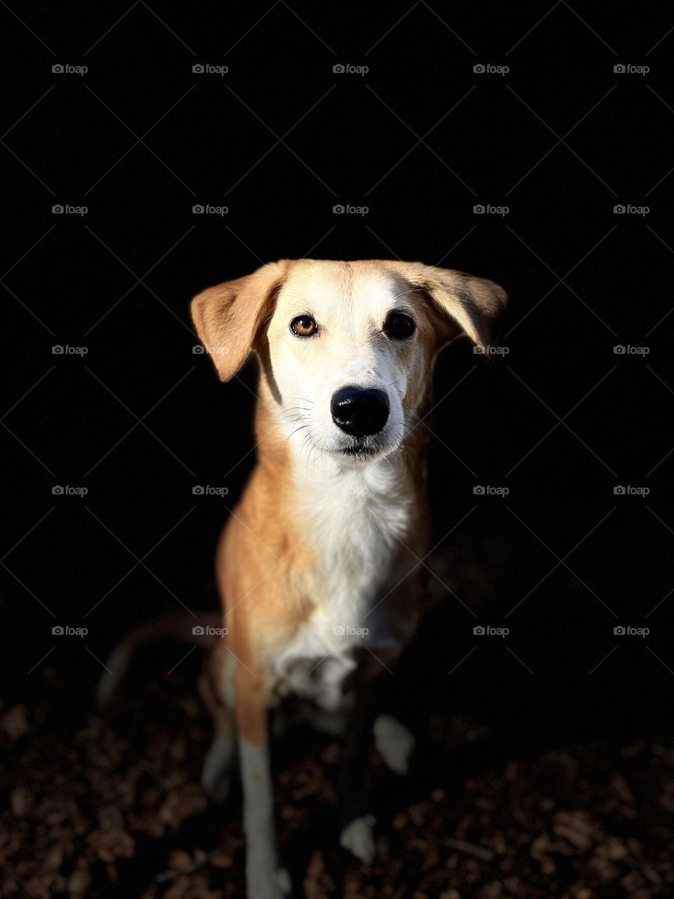 Portrait of pet mixed breed dog in dramatic lighting, looking directly into the camera 