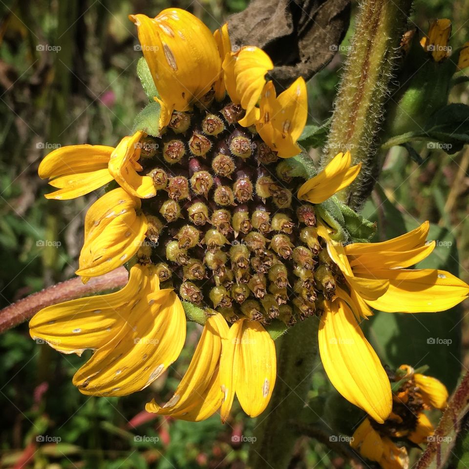 Tired sunflower