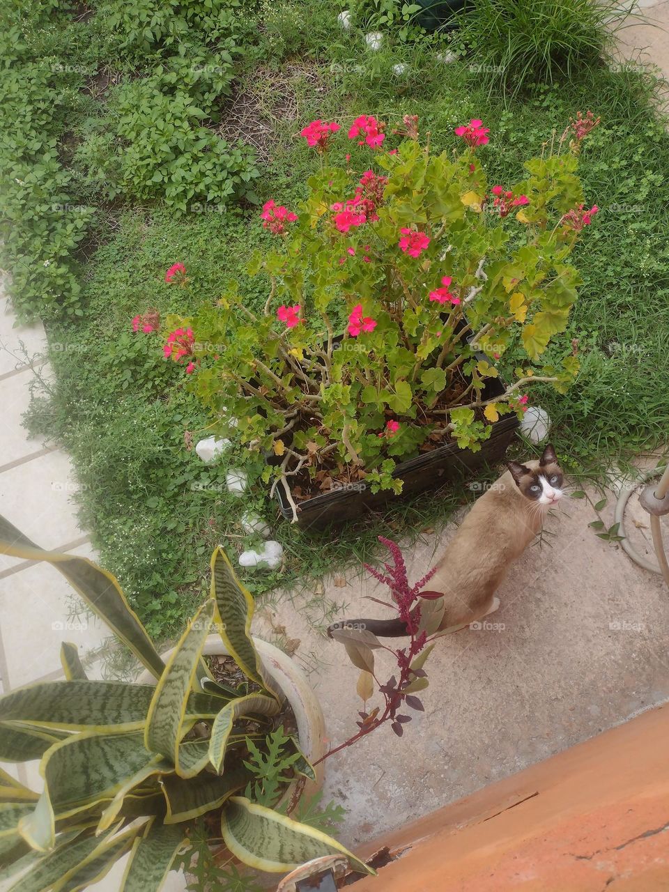Gato en el Jardin