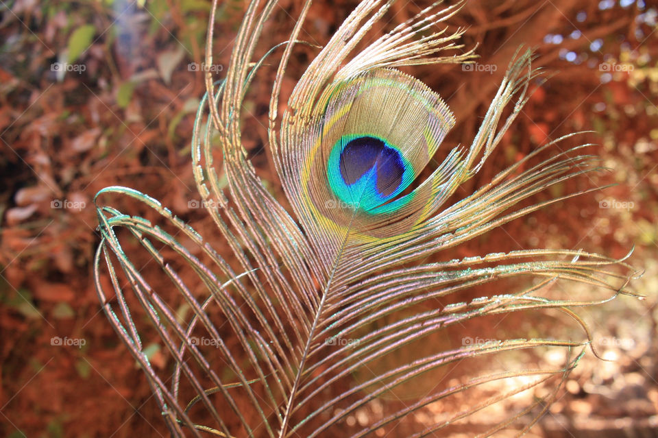 macro close feather peacock by lugasi