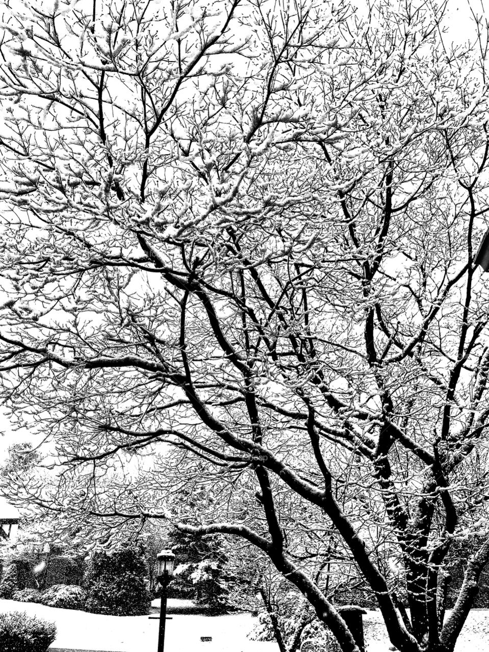 Fresh Fallen snow on tree branches 