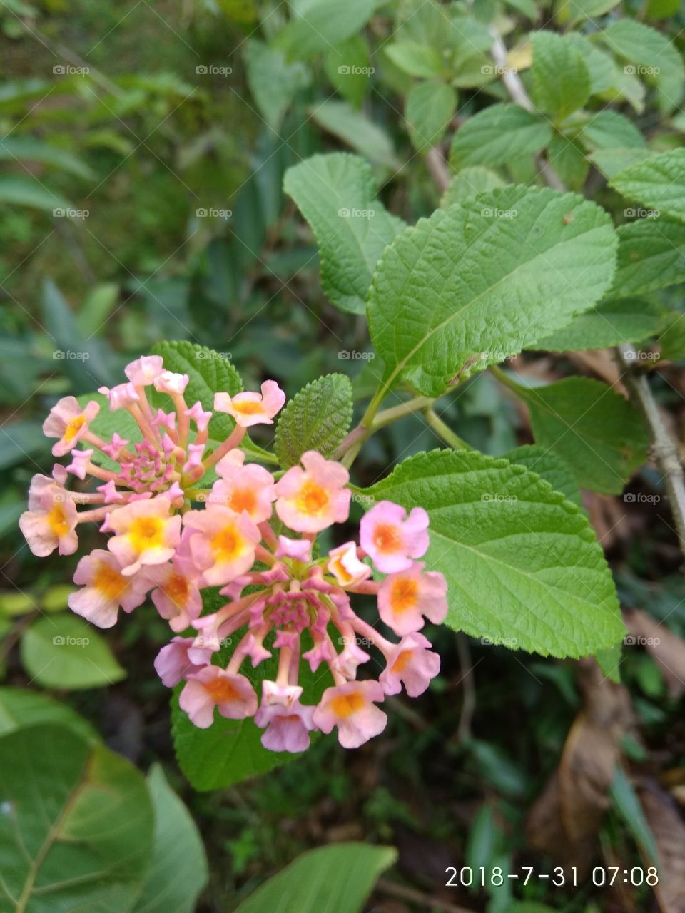 beautifully flower of jue