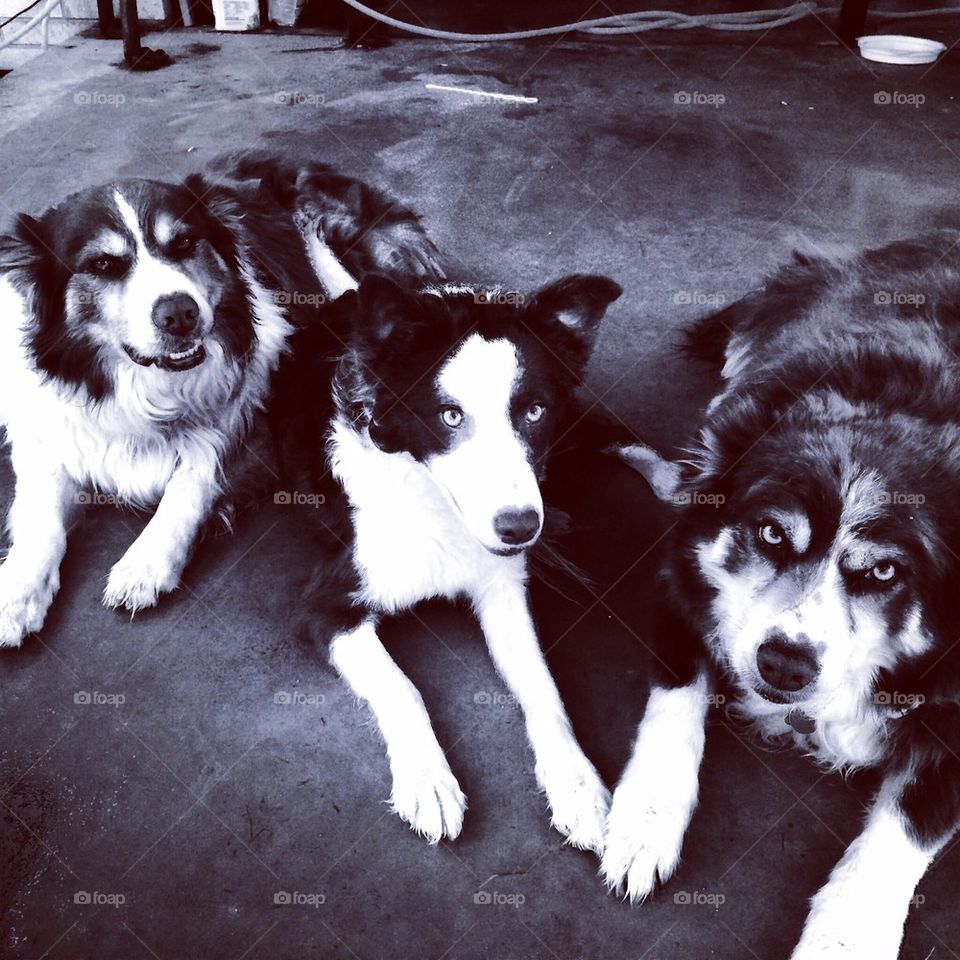 Three Red Dogs in Black and White