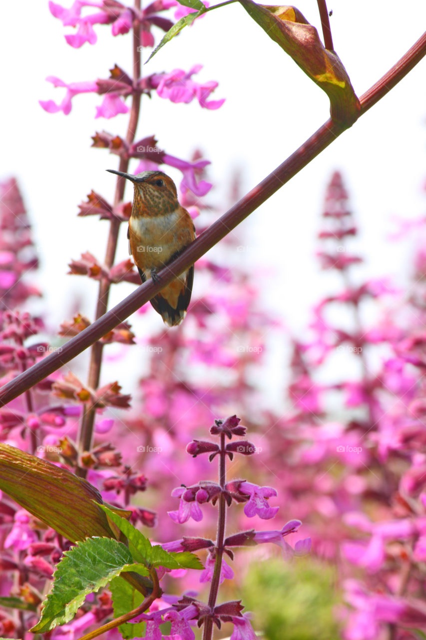 Hummingbird perched Among Flowers