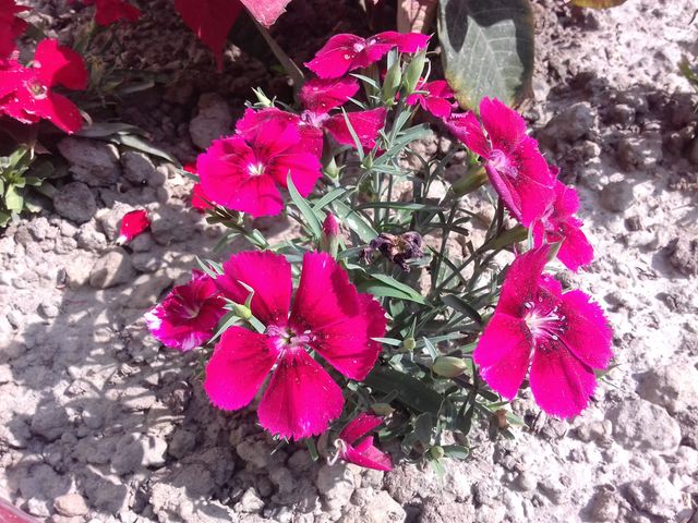 china rose flower