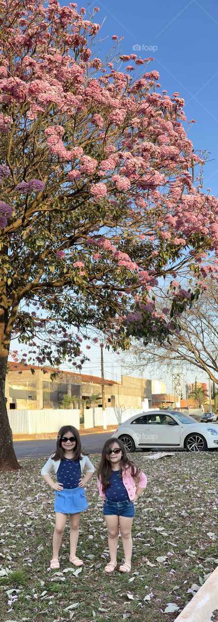 Estação mais linda no Brasil , inverno com muitas flores de ype pela cidade ❤️