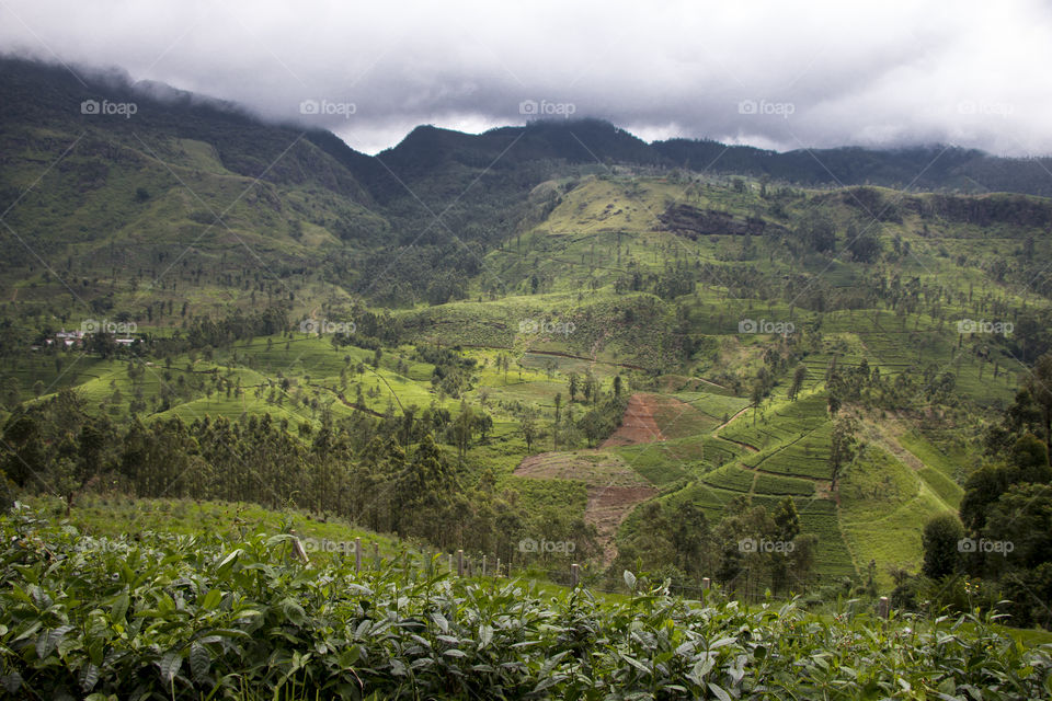 Beautiful  nuwara eliya, Srilanka