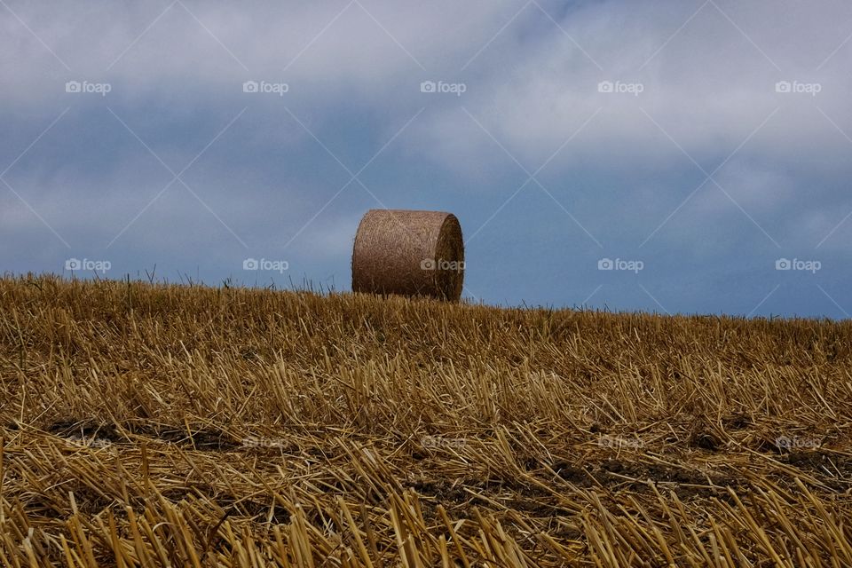 Bale of hay in a field of harvested wheat