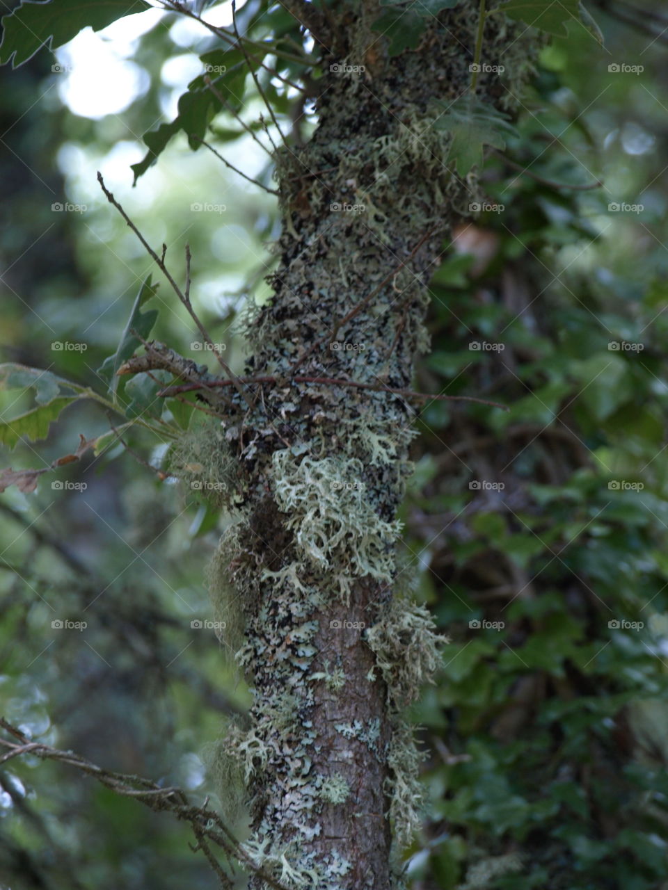 Moss on tree trunk