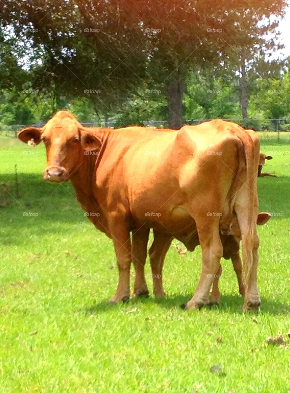 Milking calf 