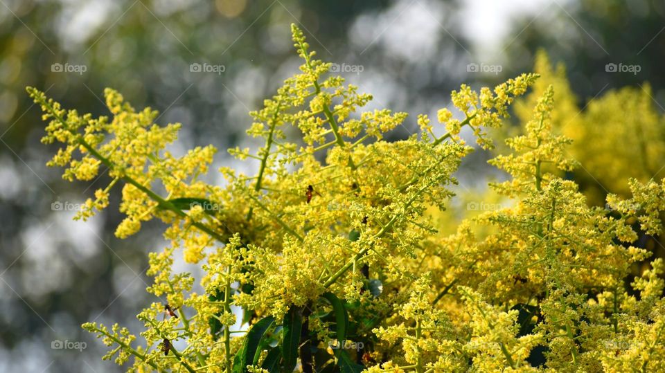 Mango flowers in the mango tree, the king of fruits, in India.