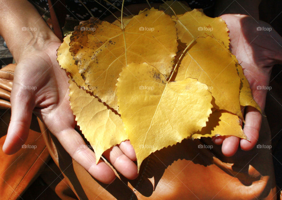 Autumn leaves in my hands