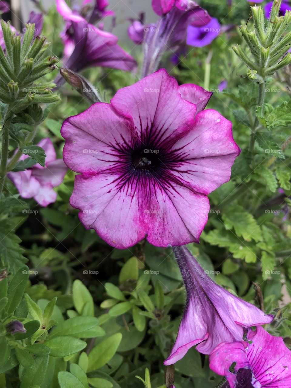 Purple petunia flower blossom backyard container gardening patio plants summer