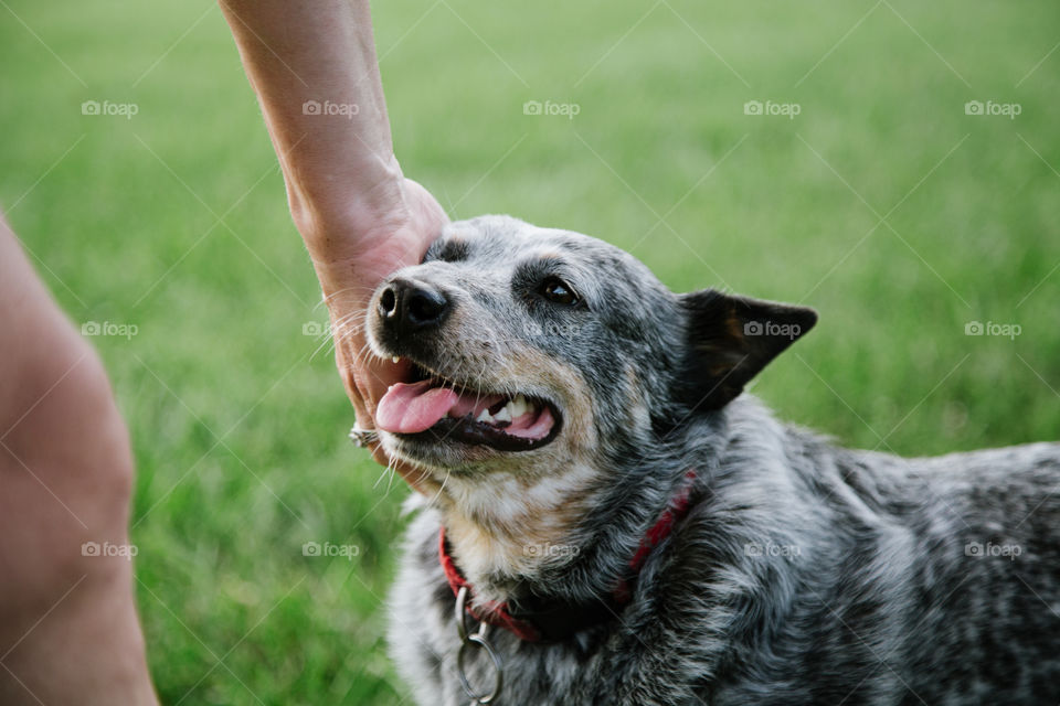 Cattle Dog Getting Some Love