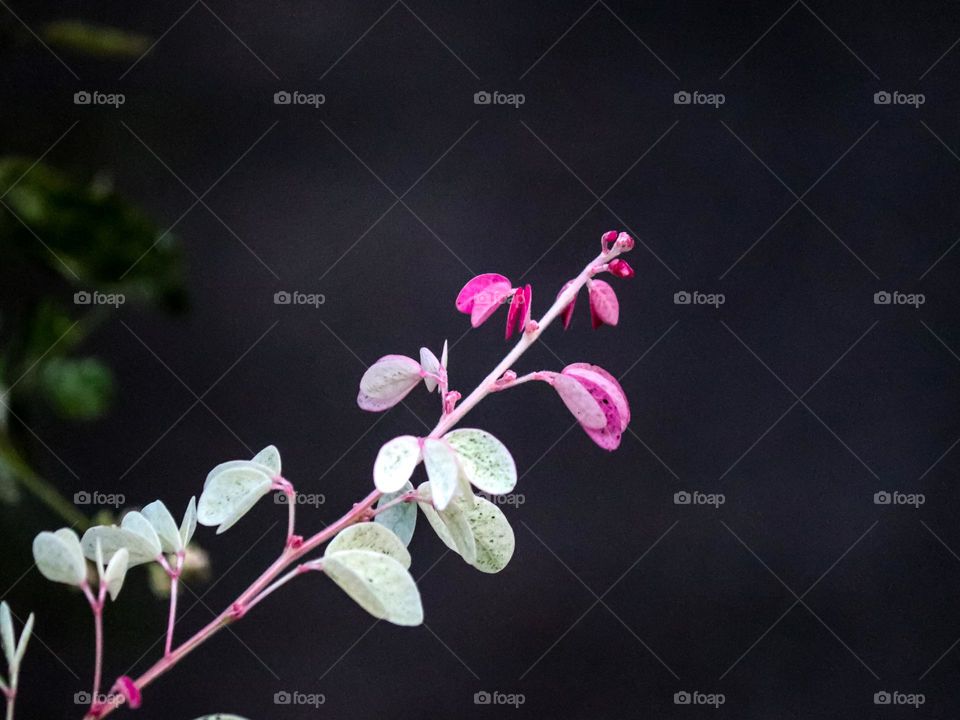 Close up view of a tree shoots with pink leaves