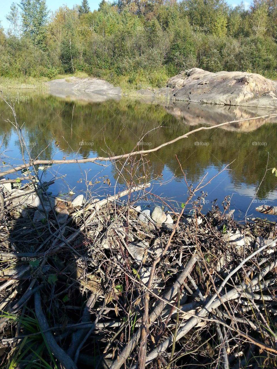 Pulperie Beavers Chicoutimi