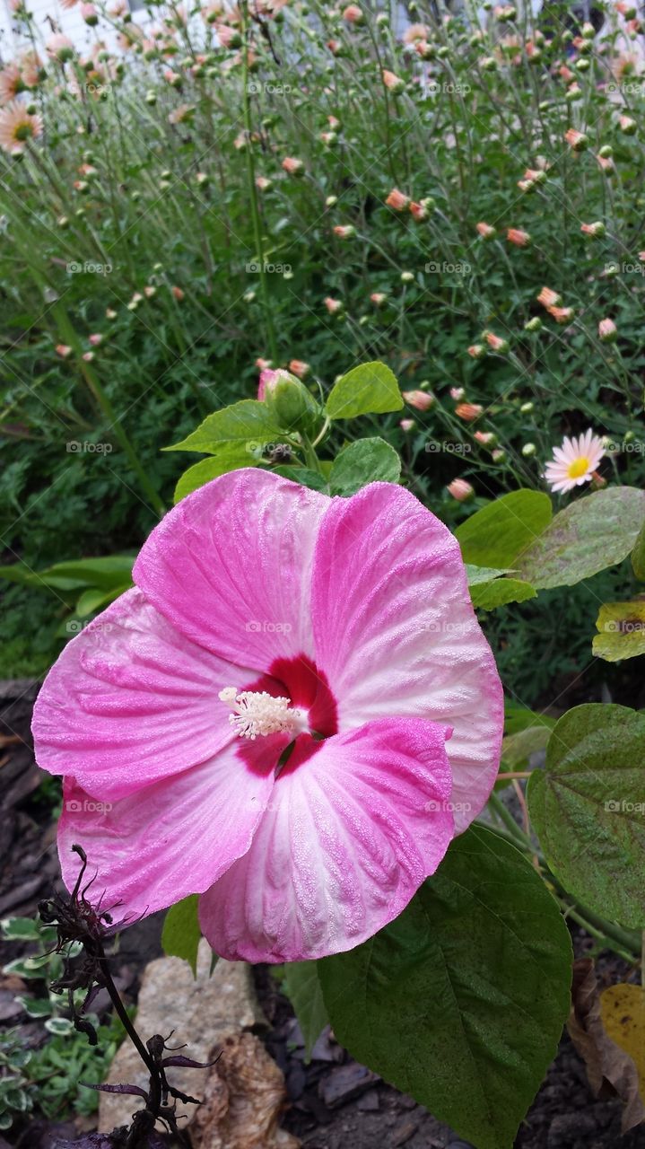 Hibiscus