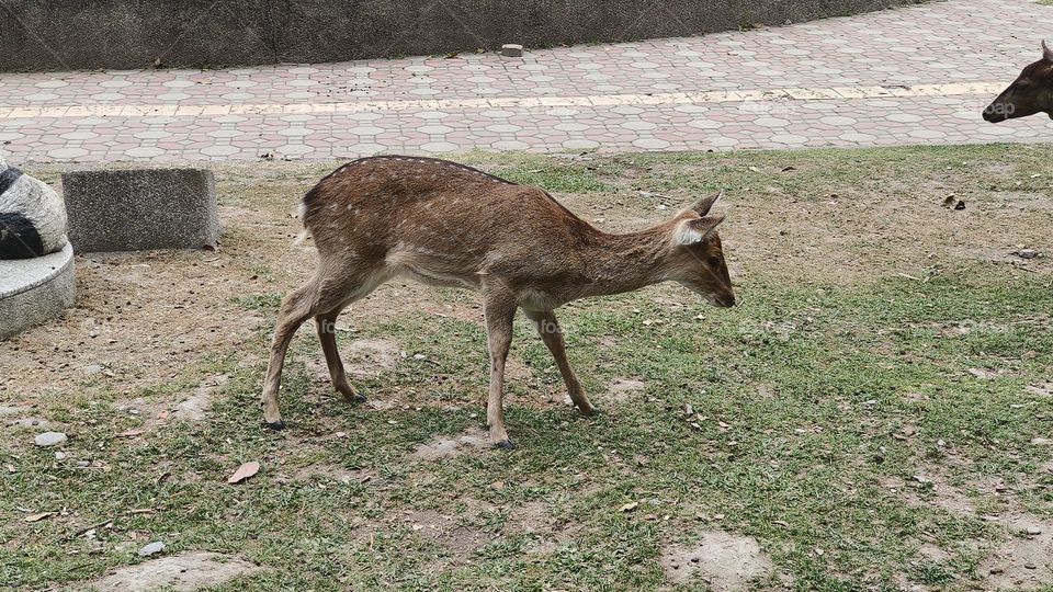 Sika deer in Luye Township, Taitung County