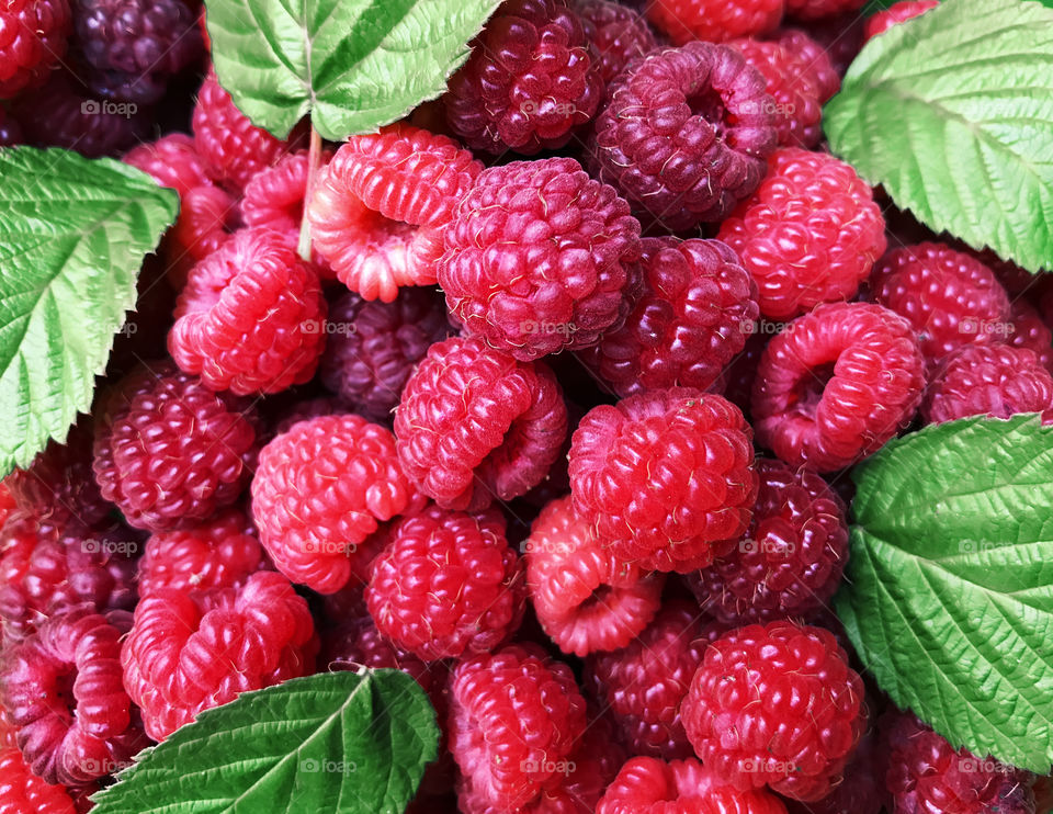 Red raspberries with green leaves 