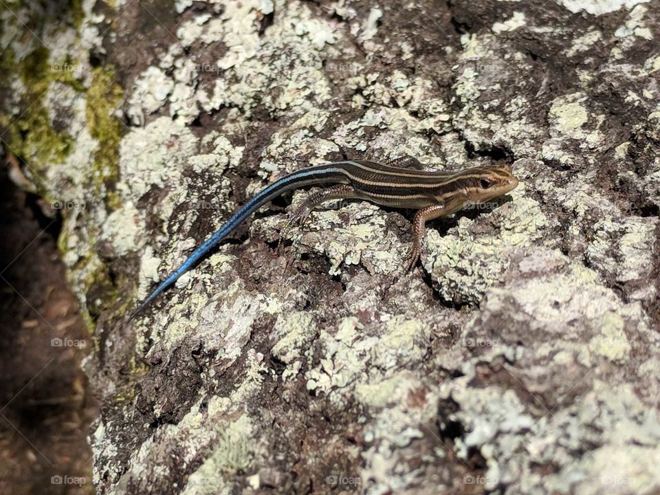Five Lined Blue Tailed Skink