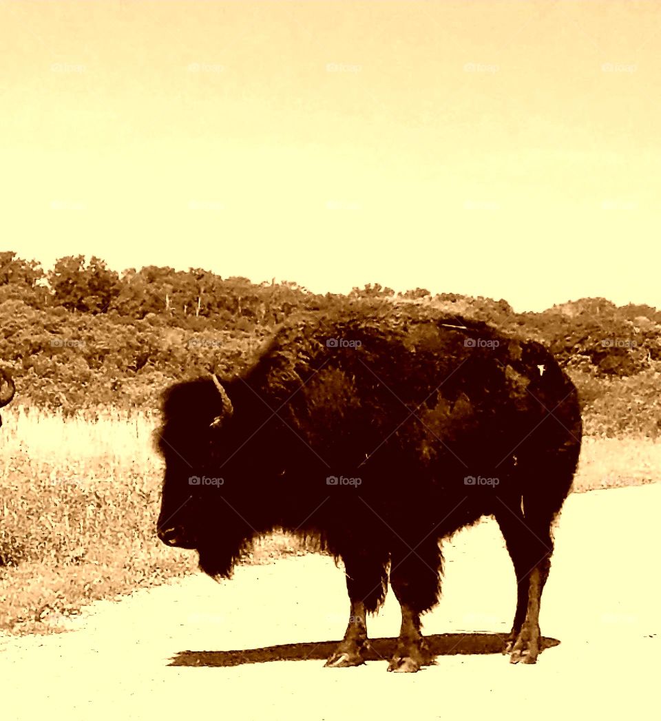 bison preserve